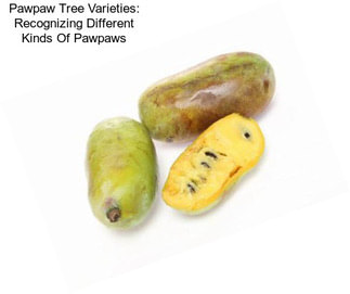 Pawpaw Tree Varieties: Recognizing Different Kinds Of Pawpaws