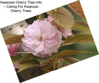 Kwanzan Cherry Tree Info – Caring For Kwanzan Cherry Trees