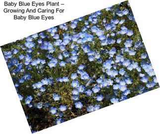Baby Blue Eyes Plant – Growing And Caring For Baby Blue Eyes