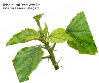 Hibiscus Leaf Drop: Why Are Hibiscus Leaves Falling Off