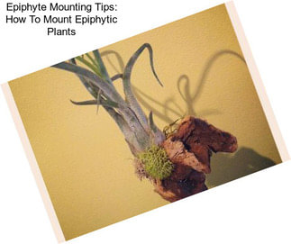 Epiphyte Mounting Tips: How To Mount Epiphytic Plants