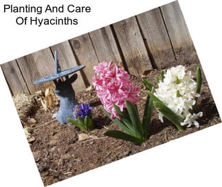 Planting And Care Of Hyacinths