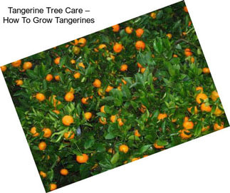 Tangerine Tree Care – How To Grow Tangerines