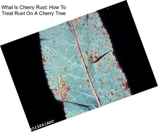 What Is Cherry Rust: How To Treat Rust On A Cherry Tree