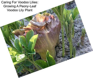 Caring For Voodoo Lilies: Growing A Peony-Leaf Voodoo Lily Plant