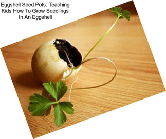 Eggshell Seed Pots: Teaching Kids How To Grow Seedlings In An Eggshell