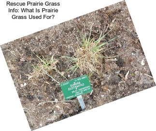 Rescue Prairie Grass Info: What Is Prairie Grass Used For?