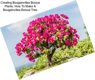 Creating Bougainvillea Bonsai Plants: How To Make A Bougainvillea Bonsai Tree