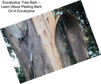 Eucalyptus Tree Bark – Learn About Peeling Bark On A Eucalyptus