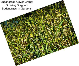 Sudangrass Cover Crops: Growing Sorghum Sudangrass In Gardens