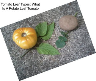 Tomato Leaf Types: What Is A Potato Leaf Tomato