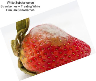 White Substance on Strawberries – Treating White Film On Strawberries