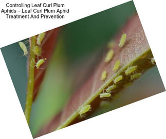 Controlling Leaf Curl Plum Aphids – Leaf Curl Plum Aphid Treatment And Prevention