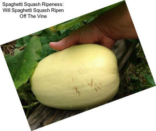 Spaghetti Squash Ripeness: Will Spaghetti Squash Ripen Off The Vine