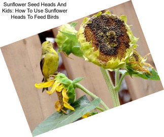 Sunflower Seed Heads And Kids: How To Use Sunflower Heads To Feed Birds