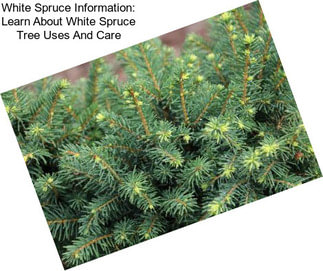White Spruce Information: Learn About White Spruce Tree Uses And Care