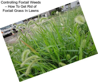 Controlling Foxtail Weeds – How To Get Rid of Foxtail Grass In Lawns