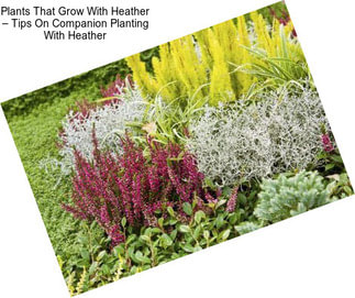 Plants That Grow With Heather – Tips On Companion Planting With Heather