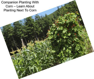 Companion Planting With Corn – Learn About Planting Next To Corn