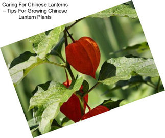 Caring For Chinese Lanterns – Tips For Growing Chinese Lantern Plants