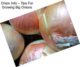 Onion Info – Tips For Growing Big Onions