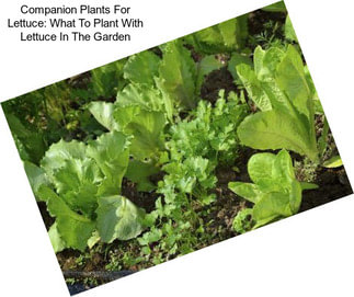 Companion Plants For Lettuce: What To Plant With Lettuce In The Garden