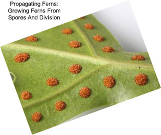 Propagating Ferns: Growing Ferns From Spores And Division