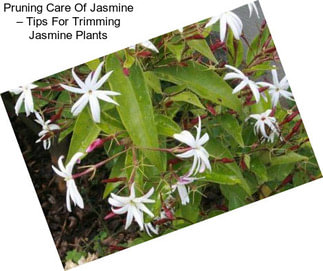 Pruning Care Of Jasmine – Tips For Trimming Jasmine Plants