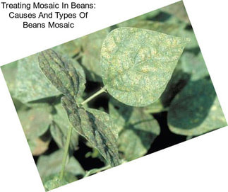 Treating Mosaic In Beans: Causes And Types Of Beans Mosaic