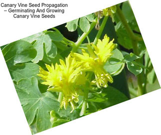 Canary Vine Seed Propagation – Germinating And Growing Canary Vine Seeds