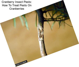 Cranberry Insect Pests: How To Treat Pests On Cranberries