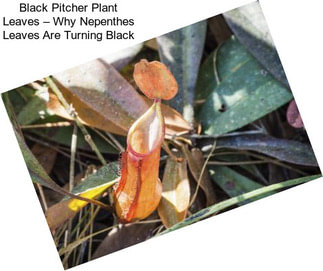 Black Pitcher Plant Leaves – Why Nepenthes Leaves Are Turning Black