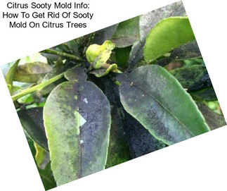 Citrus Sooty Mold Info: How To Get Rid Of Sooty Mold On Citrus Trees