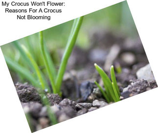 My Crocus Won\'t Flower: Reasons For A Crocus Not Blooming