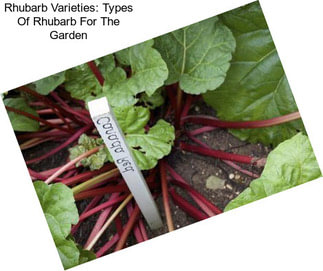Rhubarb Varieties: Types Of Rhubarb For The Garden