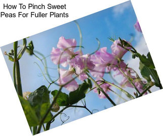 How To Pinch Sweet Peas For Fuller Plants