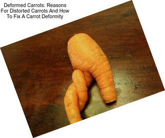 Deformed Carrots: Reasons For Distorted Carrots And How To Fix A Carrot Deformity