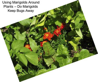 Using Marigolds Around Plants – Do Marigolds Keep Bugs Away