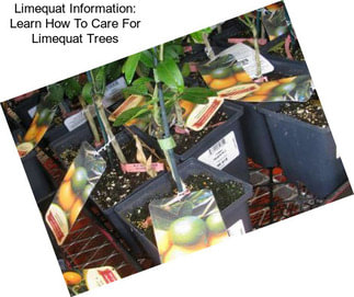 Limequat Information: Learn How To Care For Limequat Trees
