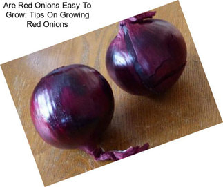 Are Red Onions Easy To Grow: Tips On Growing Red Onions