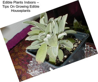 Edible Plants Indoors – Tips On Growing Edible Houseplants