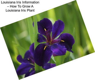 Louisiana Iris Information – How To Grow A Louisiana Iris Plant