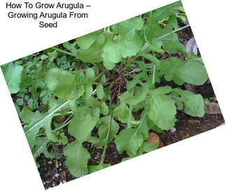 How To Grow Arugula – Growing Arugula From Seed