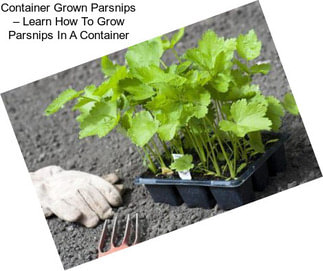 Container Grown Parsnips – Learn How To Grow Parsnips In A Container