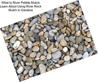 What Is River Pebble Mulch: Learn About Using River Rock Mulch In Gardens