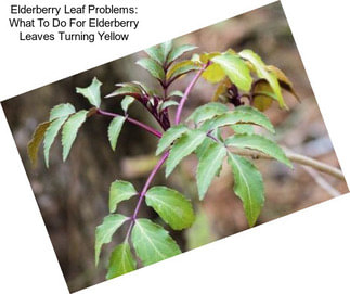 Elderberry Leaf Problems: What To Do For Elderberry Leaves Turning Yellow