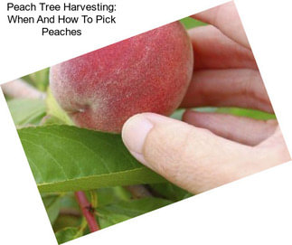 Peach Tree Harvesting: When And How To Pick Peaches