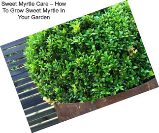 Sweet Myrtle Care – How To Grow Sweet Myrtle In Your Garden