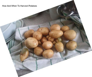 How And When To Harvest Potatoes