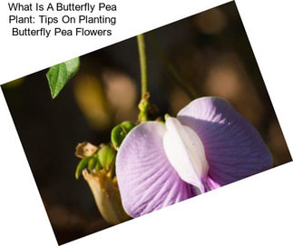 What Is A Butterfly Pea Plant: Tips On Planting Butterfly Pea Flowers